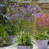 Agapanthus Collection