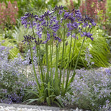 Agapanthus Collection