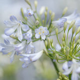 Agapanthus Collection