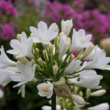 Agapanthus Collection