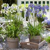 Agapanthus Collection