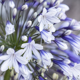 Agapanthus Collection