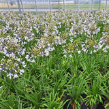 Agapanthus Collection