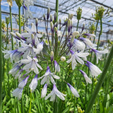 Agapanthus Collection