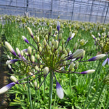 Agapanthus Collection
