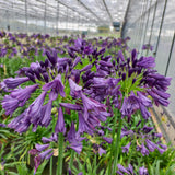 Agapanthus Collection