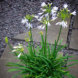 Agapanthus Collection