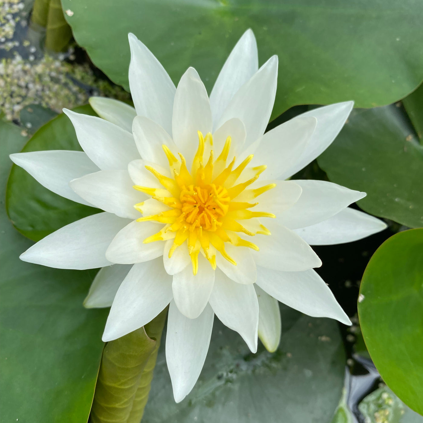Alba Water Lily