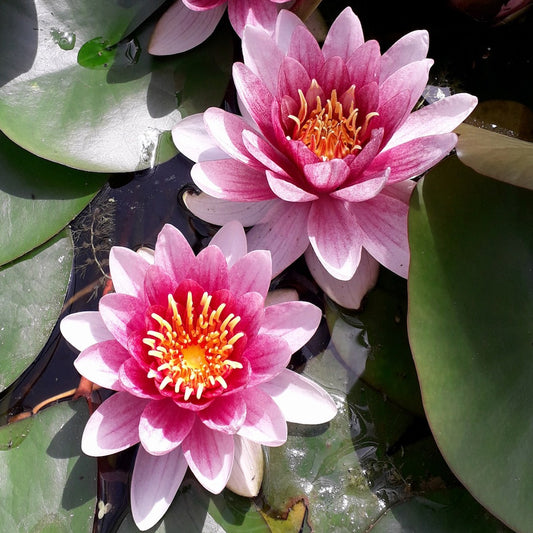 Alba var. Rubra Waterlily