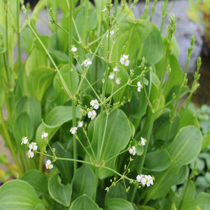 American Water Plantain | Alisma parviflorum