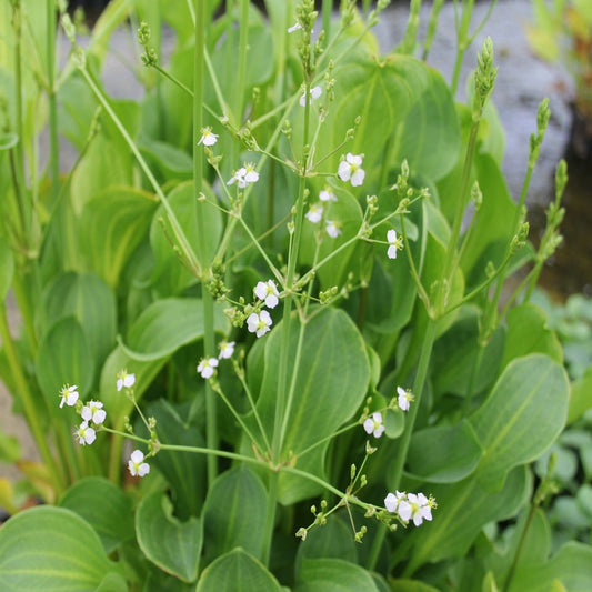 American Water Plantain-(Alisma parviflorum)