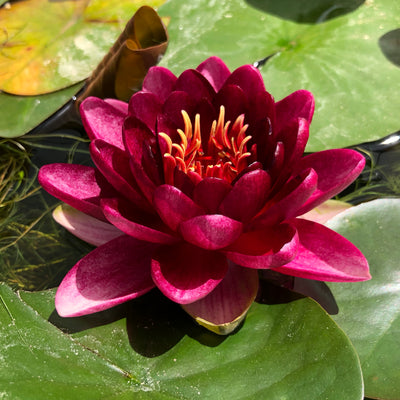 Almost Black Waterlily