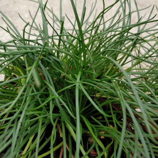 American Shoreweed-(Littorella uniflora)