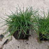 Shoreweed | Littorella uniflora