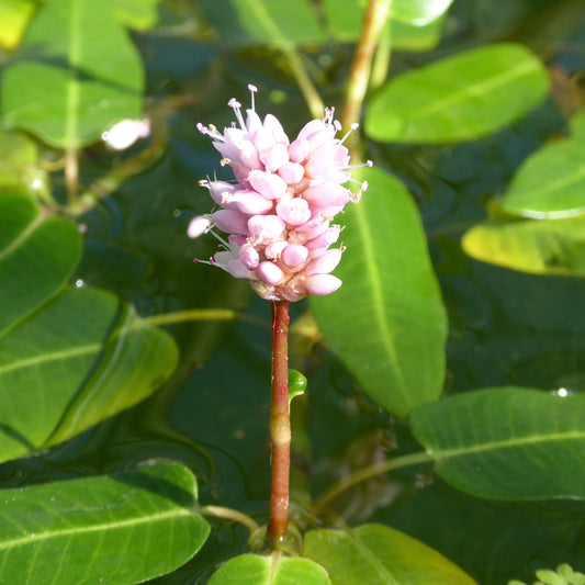 Amphibious Bistort-(Persicaria amphibia)