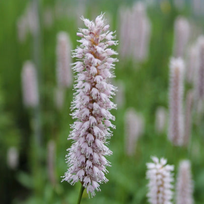 Amphibious Bistort | Persicaria amphibia