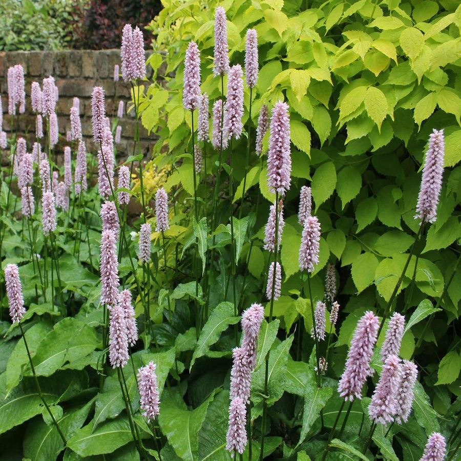 Amphibious bistort (Persicaria amphibia) - Plants for Ponds