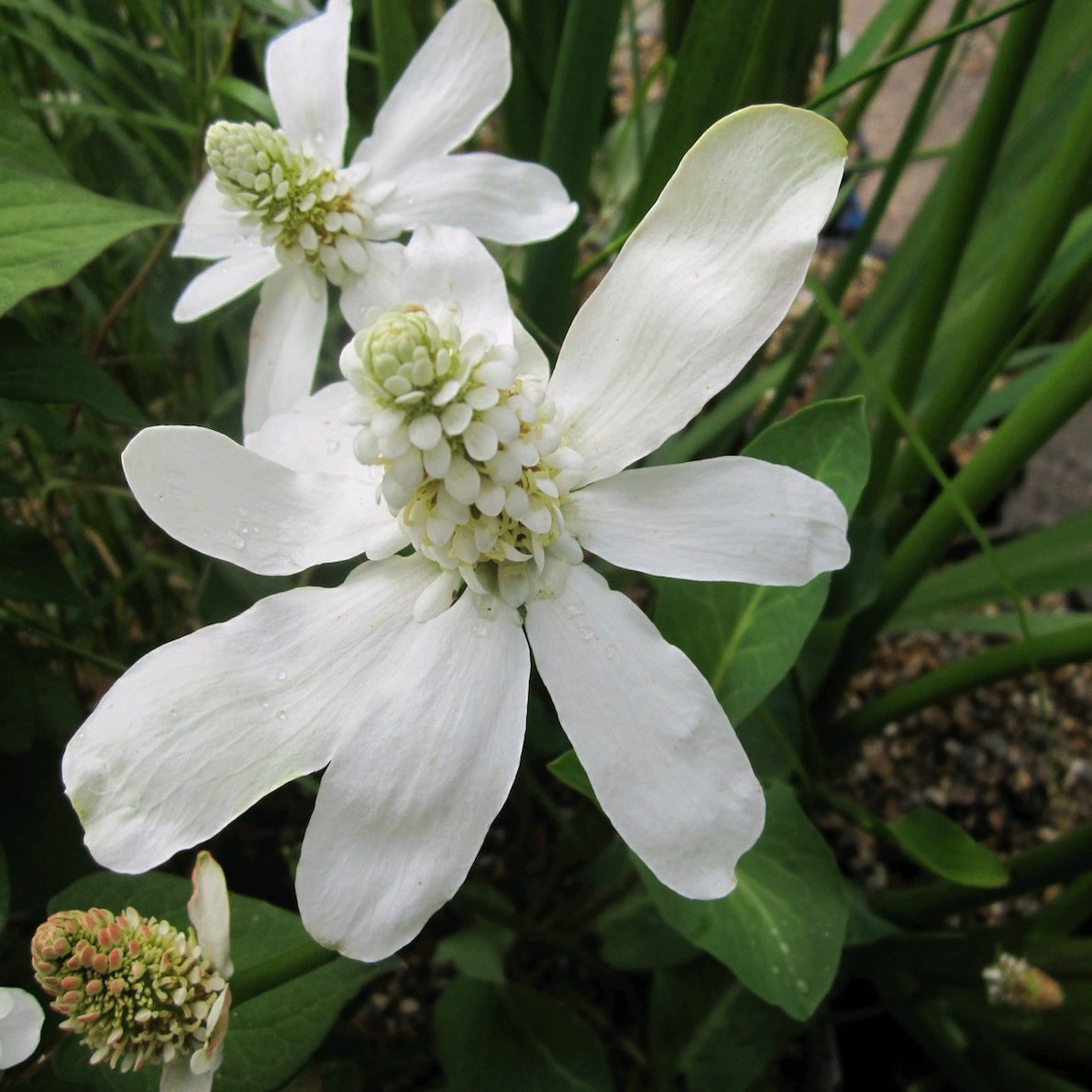 Apache beads | Anemopsis californicum