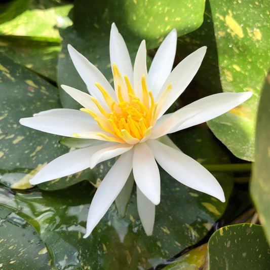 A white water lily, with green leaves speckled with yellow, waterlilies make great pond plants for shading your pond.