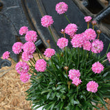 Armeria Dreameria Collection