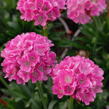 Armeria Dreameria Collection