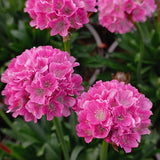 Rockery Plant Collection