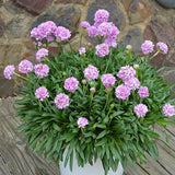 Armeria Dreameria Collection