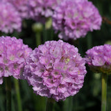 Armeria Dreameria Collection