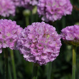 Rockery Plant Collection