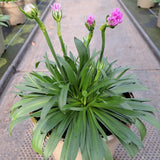Armeria Dreameria Collection