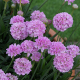 Armeria Dreameria Collection