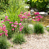 Armeria Dreameria Collection