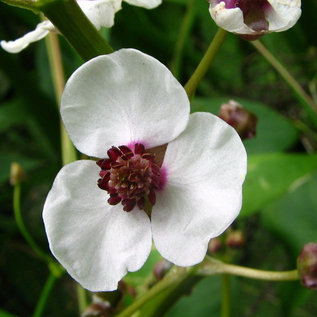 Arrowhead-(Sagittaria sagittifolia)