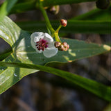 Arrowhead | Sagittaria sagittifolia