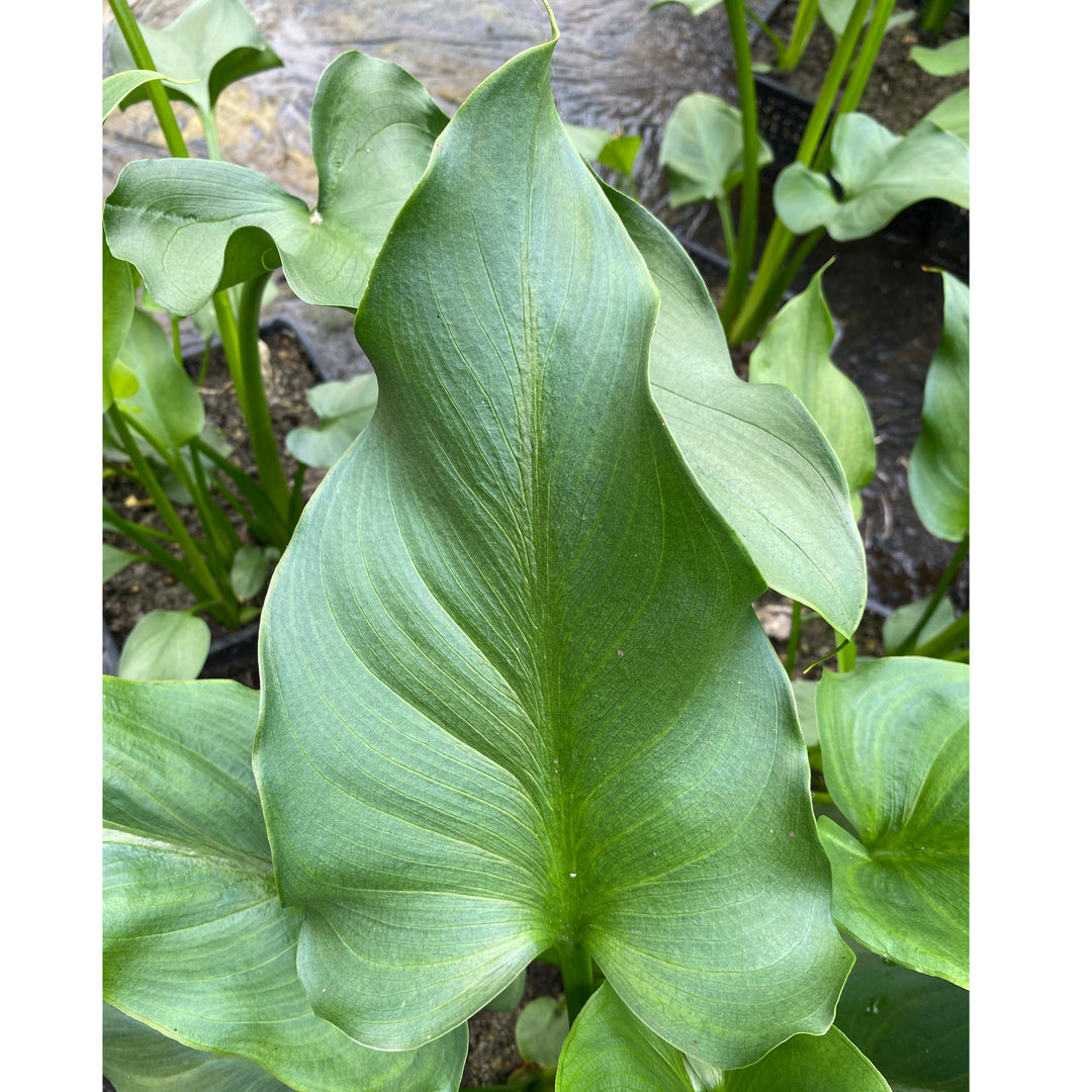 Arum Lily-(Zantedeschia aethiopica 'Crowborough')