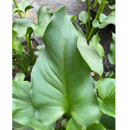 Arum Lily | Zantedeschia aethiopica 'Crowborough'