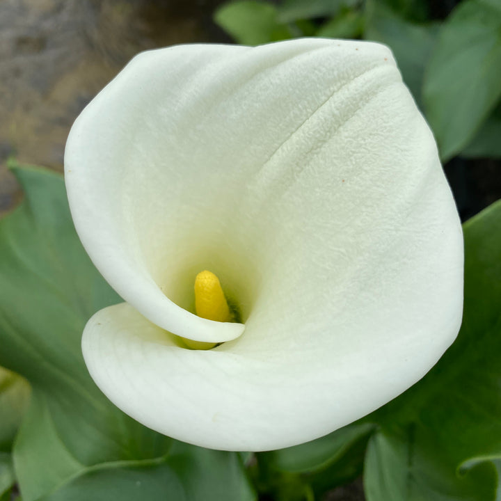 Arum Lily-(Zantedeschia aethiopica 'Crowborough')