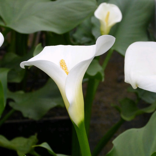 Arum Lily-(Zantedeschia aethiopica 'Crowborough')