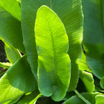 Fern - Asplenium-Phyllitis-scolopendrium - Part of Fern Collection, Plants for Ponds