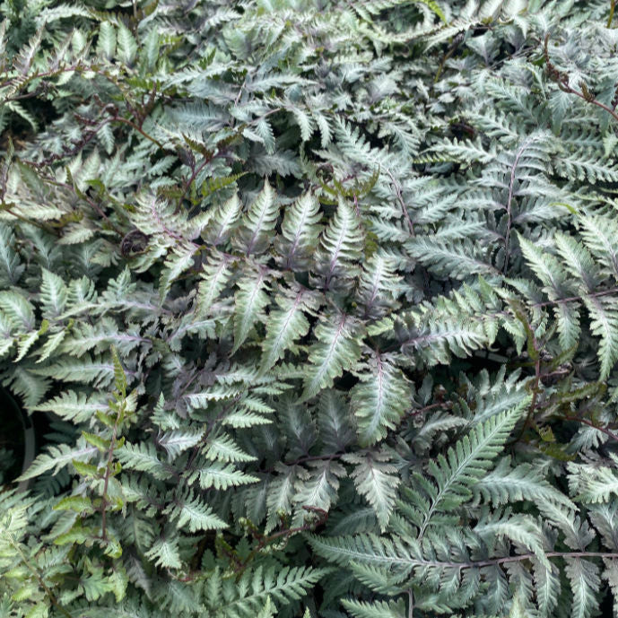 Fern - Part of Shady Pondside Collection - Plants for Ponds