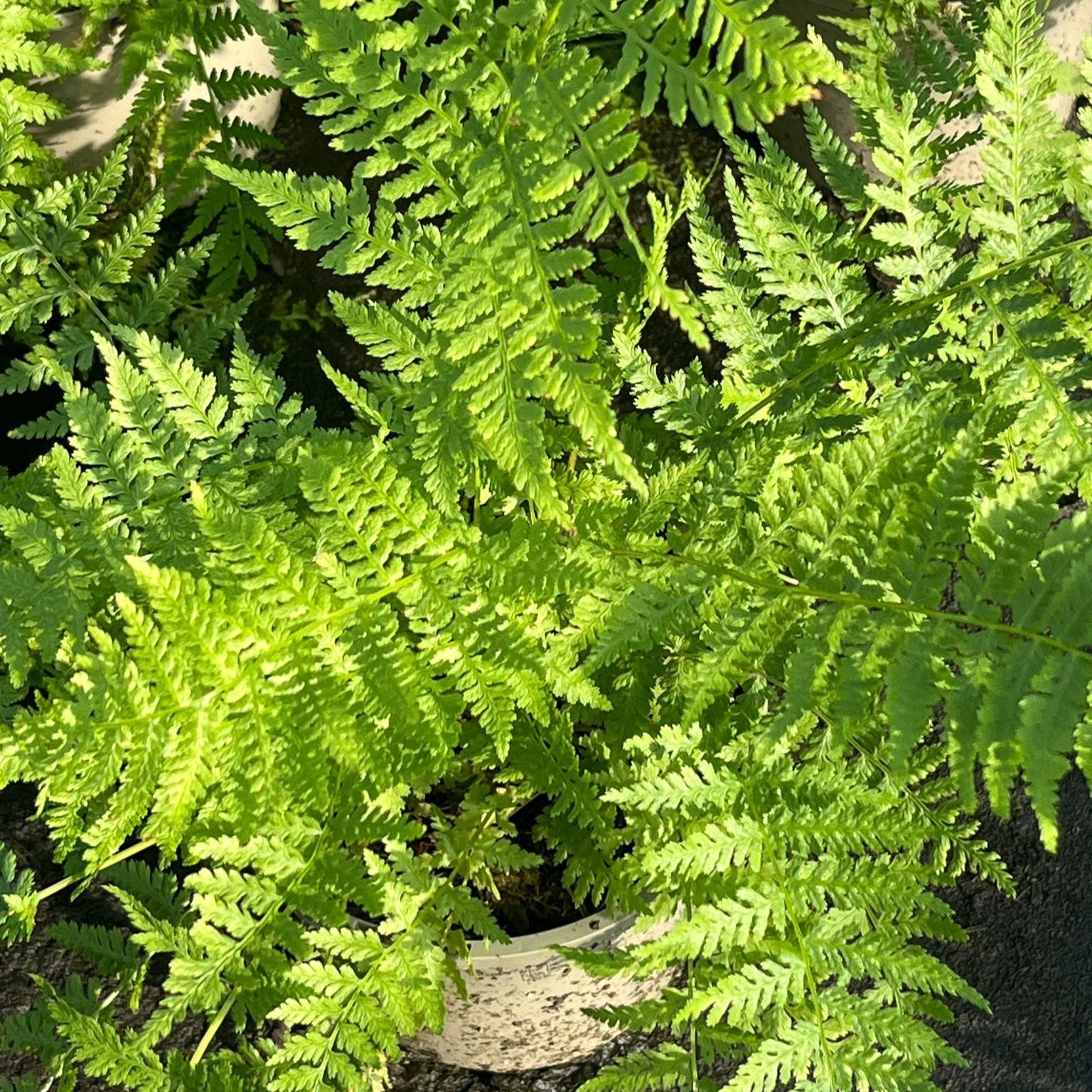 Athyrium_filix_femina - Part of the Fern Collection, Plants for Ponds