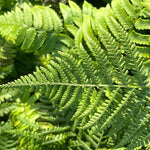 Fern - Athyrium_filix_femina - Part of Fern Collection, Plants for Ponds
