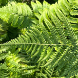 Fern - Athyrium_filix_femina - Part of Fern Collection, Plants for Ponds