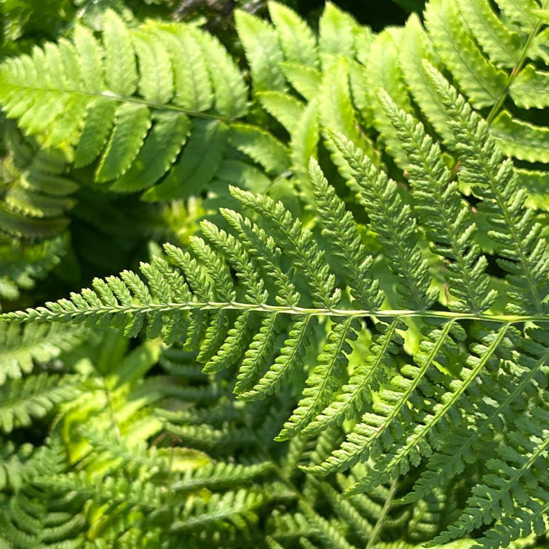 Fern - Part of Shady Pondside Collection - Plants for Ponds