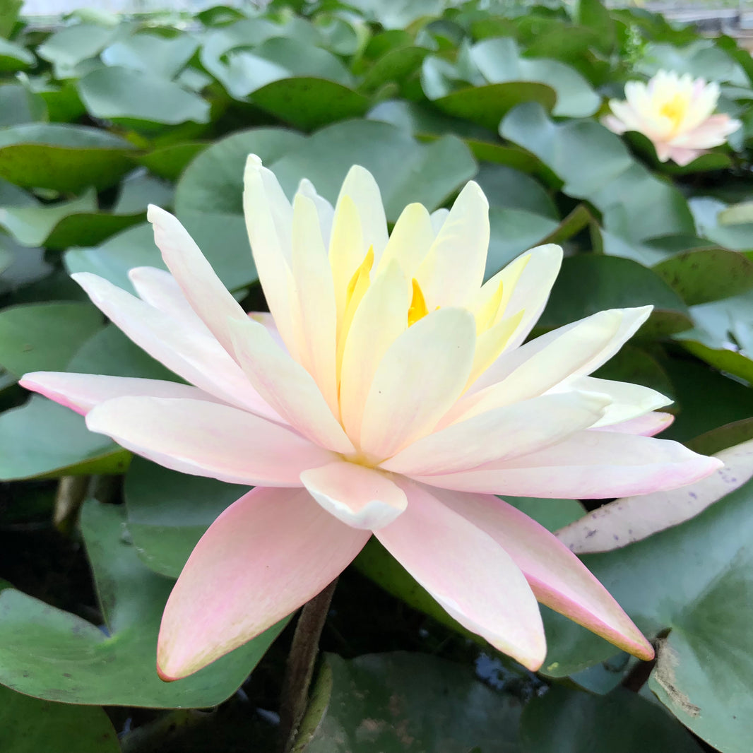Mini Gemma - Waterlily Yellow