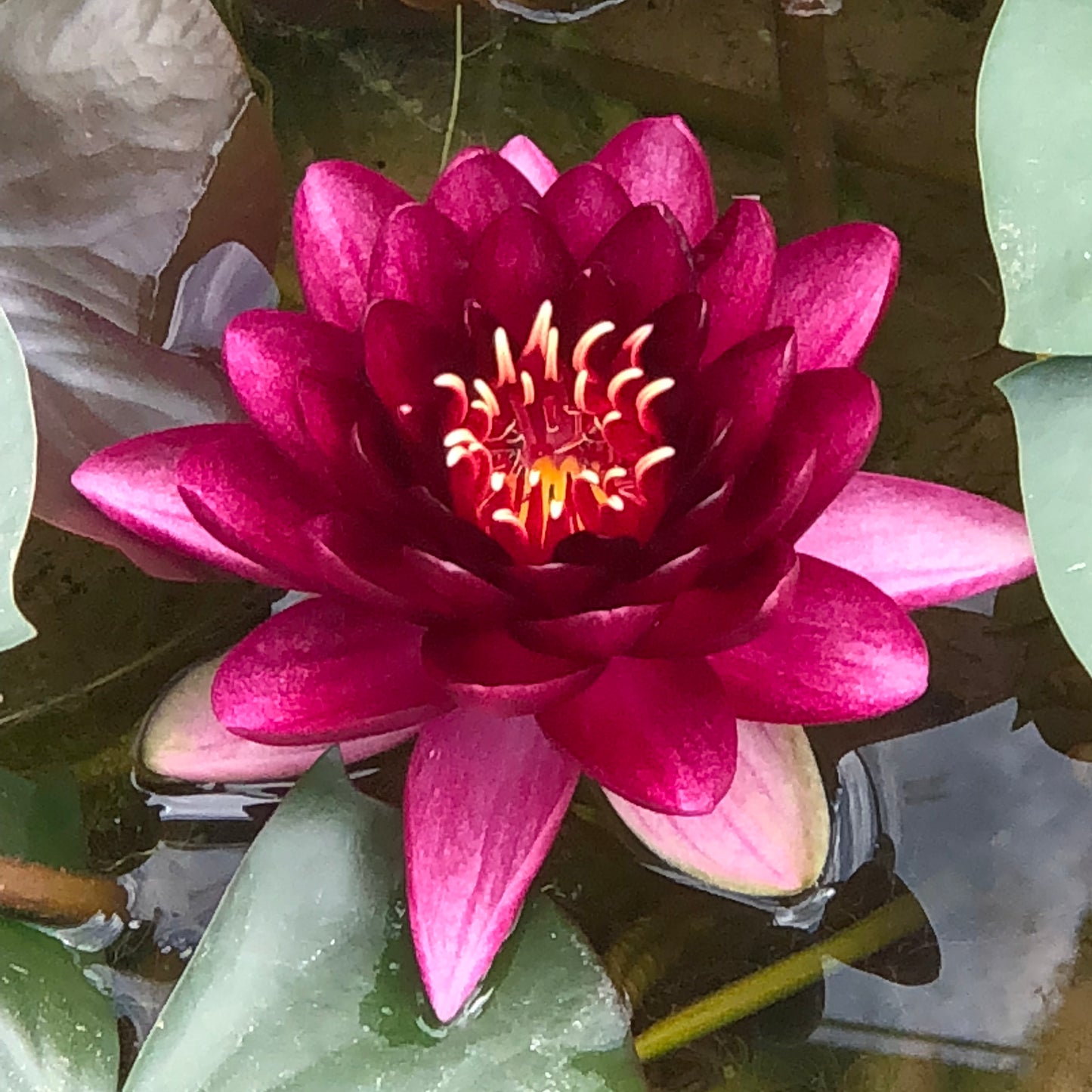 Black Princess Waterlily