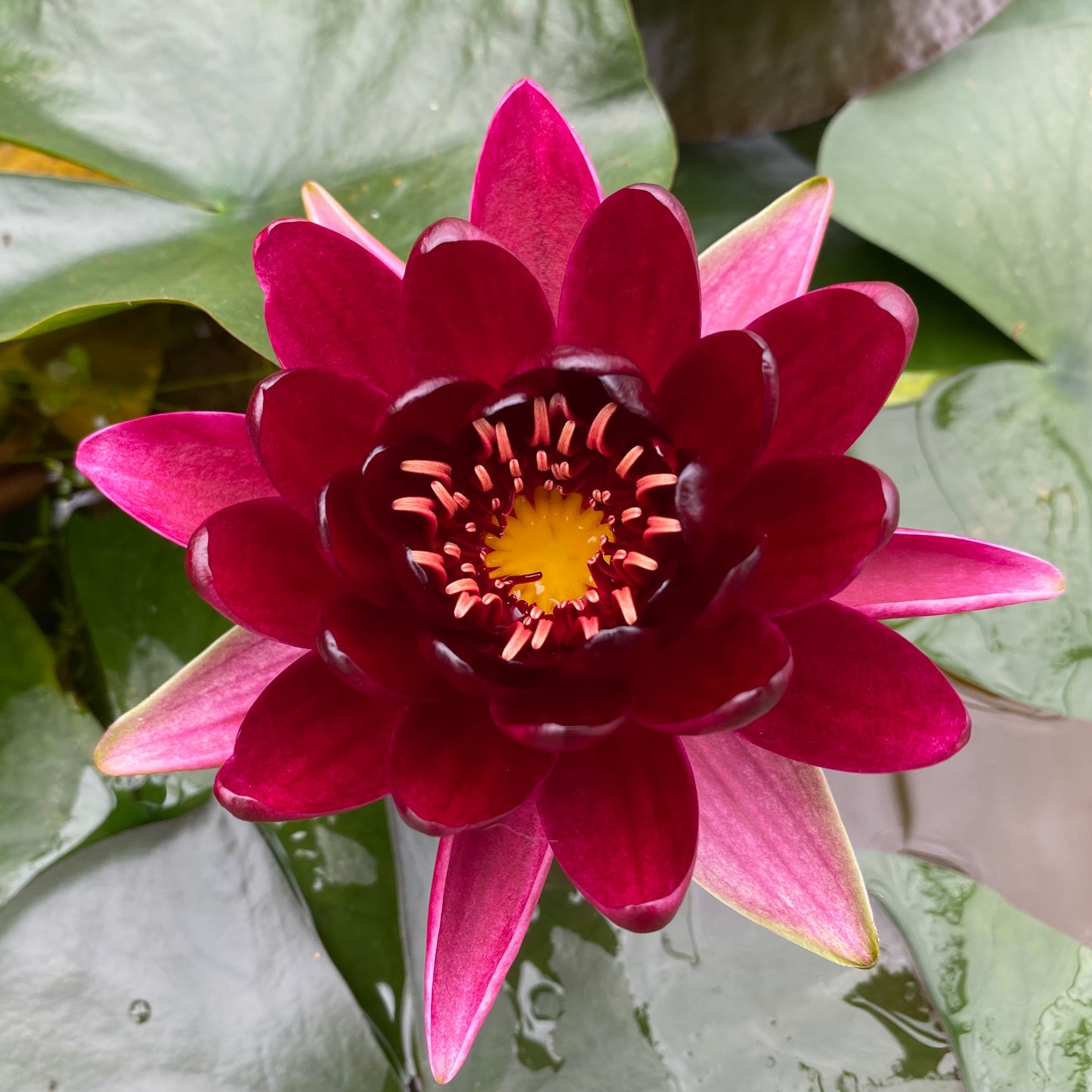 Black Princess Waterlily