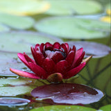 Black Princess Waterlily