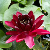 Black Princess Waterlily