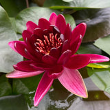 Black Princess Waterlily
